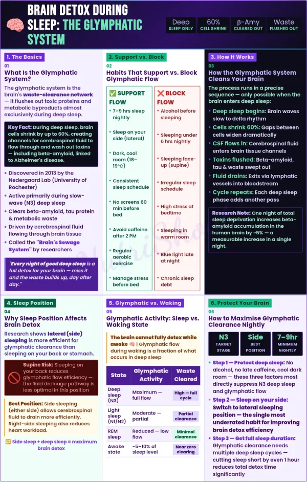 Glymphatic system function during sleep, brain detox process, deep sleep effects and toxin removal
