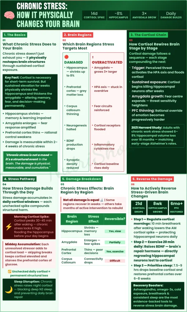 How chronic stress impacts the brain including hippocampus shrinkage, amygdala overactivity, and reduced cognitive control from prolonged cortisol exposure
