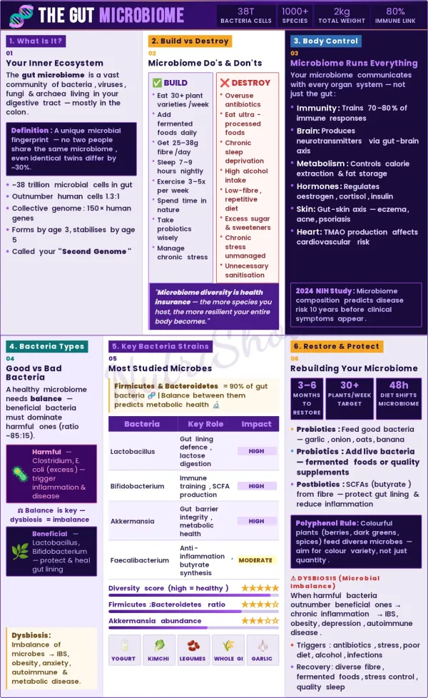 Role of gut microbiome in digestion, immunity, metabolism, and overall health through balanced bacteria