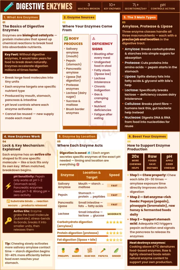 Digestive enzymes and how they break down carbs, proteins, and fats for better nutrient absorption